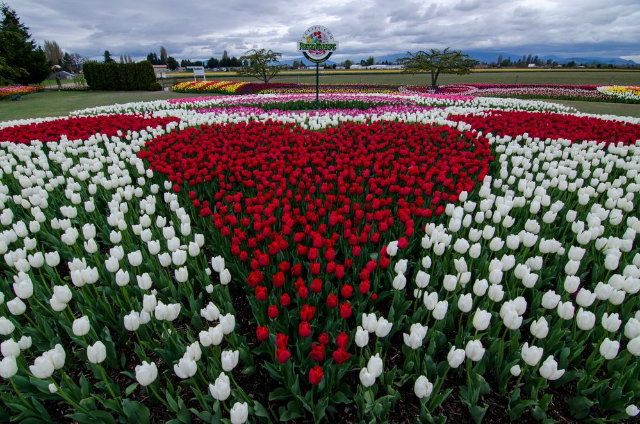 Taman Bunga Tulip Terindah di Luar Negeri