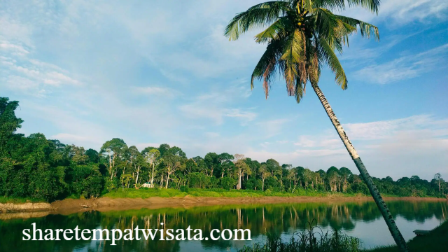 Menjelajahi Hutan Hujan Borneo